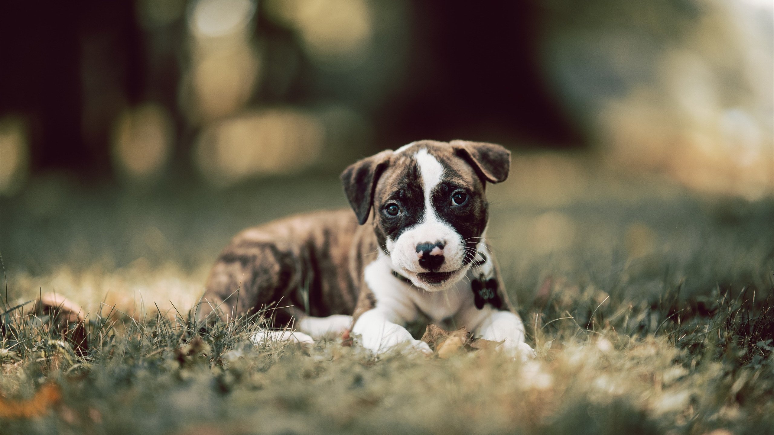 2024年德国队表现:迎接挑战,走向更高水平,德国国家队14年阵容